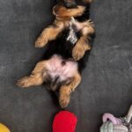 Nikki Galrani Instagram – Introducing Thor ♥️