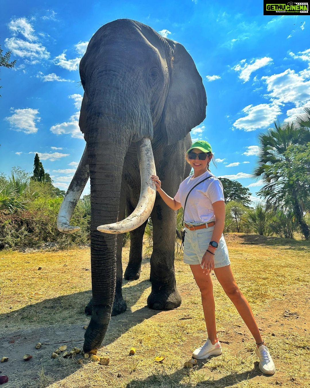 Niti Taylor Instagram - Have an Elephantastic day!🐘🤍 #intothewild #elephants #africa #bestmoment