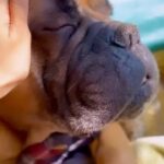 Nusrat Jahan Instagram - Forever kinds ♥️♥️♥️ #dogmom #moments #purelove #happy #mybaby