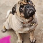 Pallavi Ramisetty Instagram - See who is posinggggg🐶 My buddyyyy.... #pug #love #happysoul