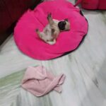 Pallavi Ramisetty Instagram – My potato 🥔 
🧿🧿🧿

#reels #reelsoninstagram #instafun #buddyfellow #puppylove #naughtyfellow 
#pug #mine #pallaviramisettyofficial