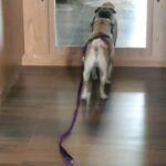 Pallavi Ramisetty Instagram - Crazy buddy 🤣 #puglove #mybaby #buddy #🐶🐶🐶