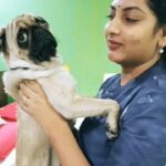 Pallavi Ramisetty Instagram - Another video of my buddygadu 🐶🐶❤❤ #mybuddygaadu #pugpuppy #puglove #cute