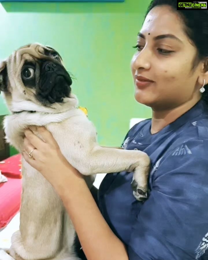 Pallavi Ramisetty Instagram - Another video of my buddygadu 🐶🐶❤❤ #mybuddygaadu #pugpuppy #puglove #cute