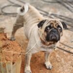 Pallavi Ramisetty Instagram - See who is posinggggg🐶 My buddyyyy.... #pug #love #happysoul