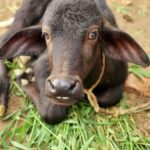 Pallavi Ramisetty Instagram - 🐃#animalphotography #cutiee..#babycalf