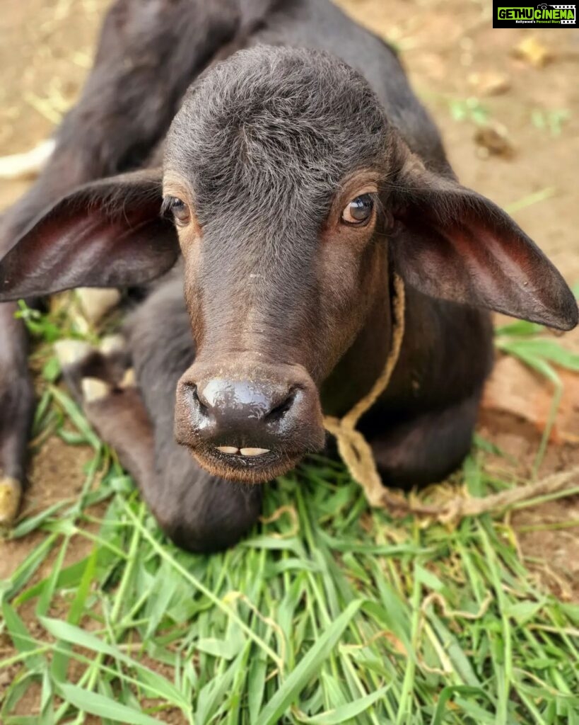 Pallavi Ramisetty Instagram - 🐃#animalphotography #cutiee..#babycalf