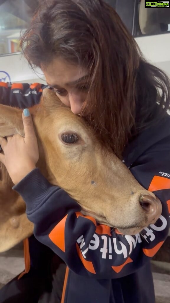 Payal Rajput Instagram - Found my zen last night 🤍 I really want to thank Universe for blessing me with this beautiful & unforgettable experience 🙏🏼 It was such an unexpected moment of peace & joy for me 🙏🏼😔 🐄🐄🐄 Last night I stumbled upon few cows & was completely captivated by their gentle nature and unconditional love .. actually I was longing for this experience for a very long time … 🥰 Feeling so overwhelmed by the love & innocence of this beautiful creature . I’m still amazed it was like we were communicating on a level that was beyond words 🐄🩵 #heartfull #connectionmatters #animallover 🐄🍃