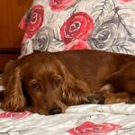 Poonam Dhillon Instagram - Birthday Boy!! Peanut Turns 2 years !! Still a puppy and adorable Baby ,,, brings so MUCH JOY in our lives❤️🥰🙏 . So Blessed and happy to have such a loving adorable Bachaa!!