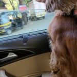 Poonam Dhillon Instagram - Birthday Boy!! Peanut Turns 2 years !! Still a puppy and adorable Baby ,,, brings so MUCH JOY in our lives❤️🥰🙏 . So Blessed and happy to have such a loving adorable Bachaa!!