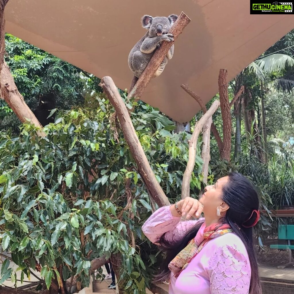 Poonam Dhillon Instagram - Adorable to see Koala Bears, kangarooss,Emu and many more!! Love Animals & Nature . Feel so happy to be amidst these beautiful creations of God. Let's look after them ❤️❤️ #koala #adorablekoala #kangaroo #emu