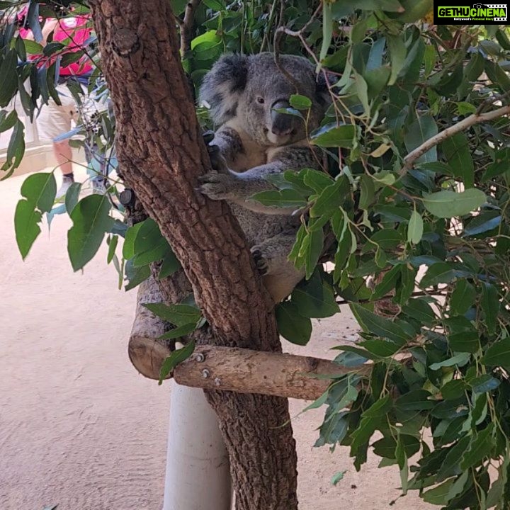 Poonam Dhillon Instagram - Adorable to see Koala Bears, kangarooss,Emu and many more!! Love Animals & Nature . Feel so happy to be amidst these beautiful creations of God. Let's look after them ❤️❤️ #koala #adorablekoala #kangaroo #emu