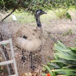Poonam Dhillon Instagram - Adorable to see Koala Bears, kangarooss,Emu and many more!! Love Animals & Nature . Feel so happy to be amidst these beautiful creations of God. Let's look after them ❤️❤️ #koala #adorablekoala #kangaroo #emu