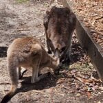 Poonam Dhillon Instagram – Adorable to see Koala Bears, kangarooss,Emu and many more!! Love Animals & Nature . Feel so happy to be amidst these beautiful creations of God. Let’s look after them ❤️❤️ #koala #adorablekoala #kangaroo #emu