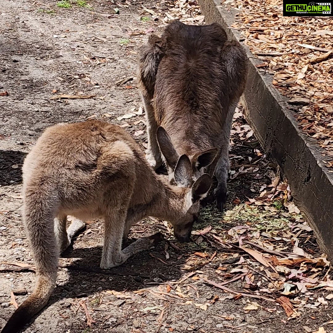 Poonam Dhillon Instagram - Adorable to see Koala Bears, kangarooss,Emu and many more!! Love Animals & Nature . Feel so happy to be amidst these beautiful creations of God. Let's look after them ❤️❤️ #koala #adorablekoala #kangaroo #emu