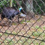 Poonam Dhillon Instagram - Adorable to see Koala Bears, kangarooss,Emu and many more!! Love Animals & Nature . Feel so happy to be amidst these beautiful creations of God. Let's look after them ❤️❤️ #koala #adorablekoala #kangaroo #emu
