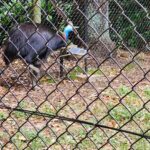 Poonam Dhillon Instagram – Adorable to see Koala Bears, kangarooss,Emu and many more!! Love Animals & Nature . Feel so happy to be amidst these beautiful creations of God. Let’s look after them ❤️❤️ #koala #adorablekoala #kangaroo #emu