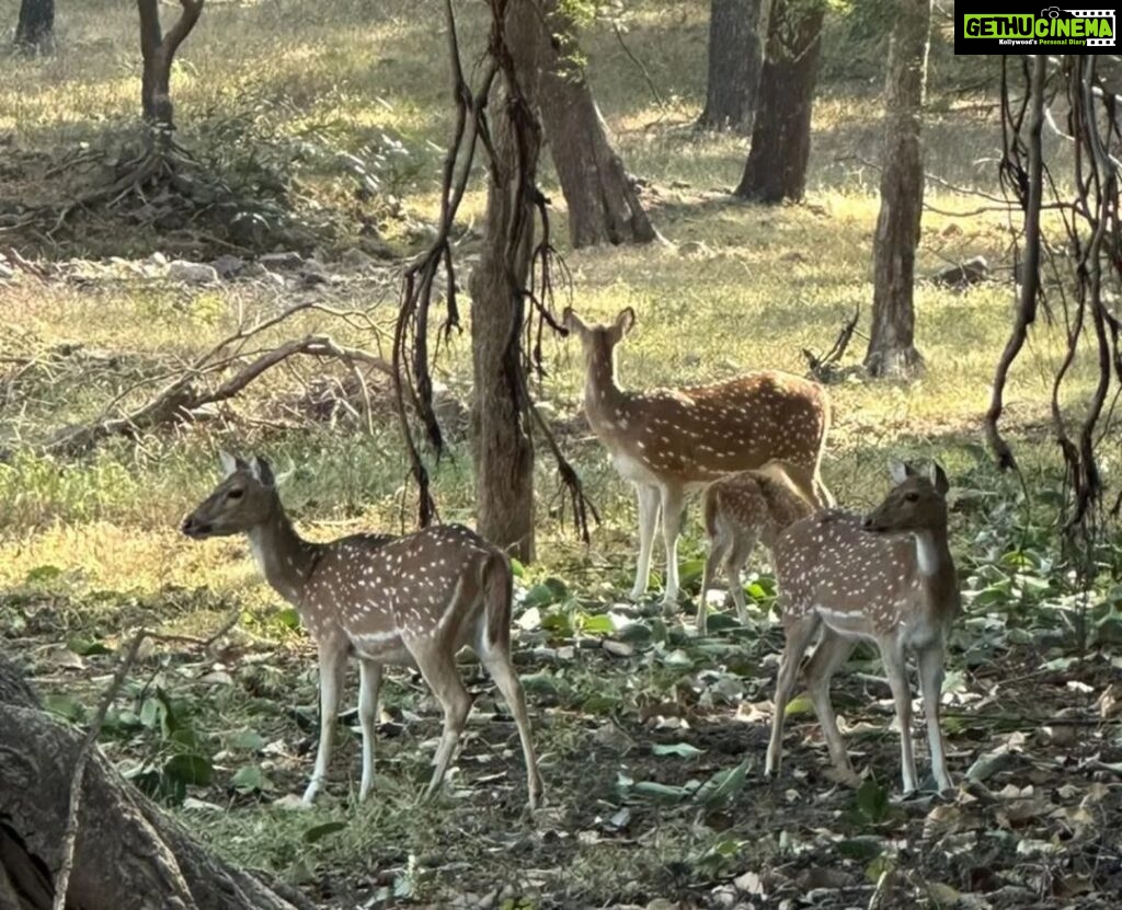 Poonam Dhillon Instagram - Nature is stunning & beautiful. Wild untouched nature is Divine. So blessed to enjoy the nature & wild life at @ranthambore_national_park let us preserve God's gifts and be mindful of how we treat nature 🙏 @ranthambhorepark