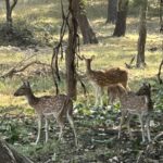 Poonam Dhillon Instagram - Nature is stunning & beautiful. Wild untouched nature is Divine. So blessed to enjoy the nature & wild life at @ranthambore_national_park let us preserve God's gifts and be mindful of how we treat nature 🙏 @ranthambhorepark