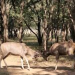 Poonam Dhillon Instagram - Nature is stunning & beautiful. Wild untouched nature is Divine. So blessed to enjoy the nature & wild life at @ranthambore_national_park let us preserve God's gifts and be mindful of how we treat nature 🙏 @ranthambhorepark