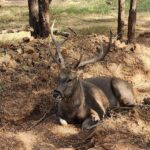 Poonam Dhillon Instagram - Nature is stunning & beautiful. Wild untouched nature is Divine. So blessed to enjoy the nature & wild life at @ranthambore_national_park let us preserve God's gifts and be mindful of how we treat nature 🙏 @ranthambhorepark