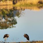 Poonam Dhillon Instagram – Nature is stunning & beautiful. 
Wild untouched nature is Divine.
So blessed to enjoy the nature & wild life at @ranthambore_national_park  let us preserve God’s gifts and be mindful of how we treat nature 🙏 @ranthambhorepark