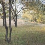 Poonam Dhillon Instagram - Nature is stunning & beautiful. Wild untouched nature is Divine. So blessed to enjoy the nature & wild life at @ranthambore_national_park let us preserve God's gifts and be mindful of how we treat nature 🙏 @ranthambhorepark