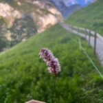 Pragya Jaiswal Instagram – There’s no planet B, here’s to loving and nurturing nature first ☘️💚🌿

#WorldEnvironmentDay Switzerland