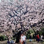 Pranitha Subhash Instagram - Sakura season in Japan 🌸 Shinjuku Gyoen National Garden 新宿御苑