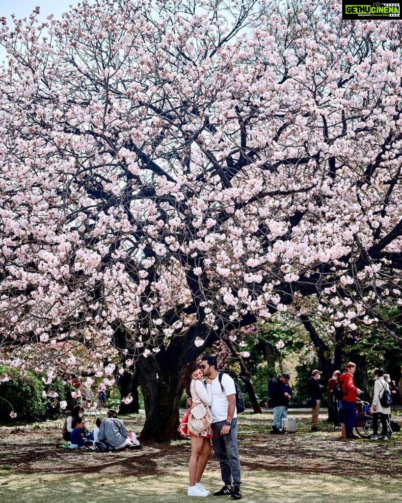 Pranitha Subhash Instagram - Sakura season in Japan 🌸 Shinjuku Gyoen National Garden 新宿御苑