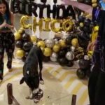 Prateik Babbar Instagram – & just like that my son is 5 years old‼️

happy 5th birthday to my handsome baby boy‼️❤️♾️

#chico & i wanna thank all our friends like family for showing up with unconditional love & presents.. & making “chico’s big 5” one hell of a party‼️.. y’all know who y’all are ❤️.. we love & appreciate y’all from the bottom of our hearts‼️❤️

special shoutout to “chico’s doggy cake mama” @puplords_barkery – “we love you girl.. you da bomb dot com”‼️❤️

p.s. – “my big boy still be the handsomest.. get used to it”‼️❤️

#chico #MySon #MyBigBoy #MyBabyBoy #MyBigBaby #MyBigBabyBoy #big5 #woof ❤️♾️ Chico’s Home