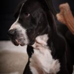Prateik Babbar Instagram - the eyes #chico.. ♾️ #2023 #sundaze 🖤