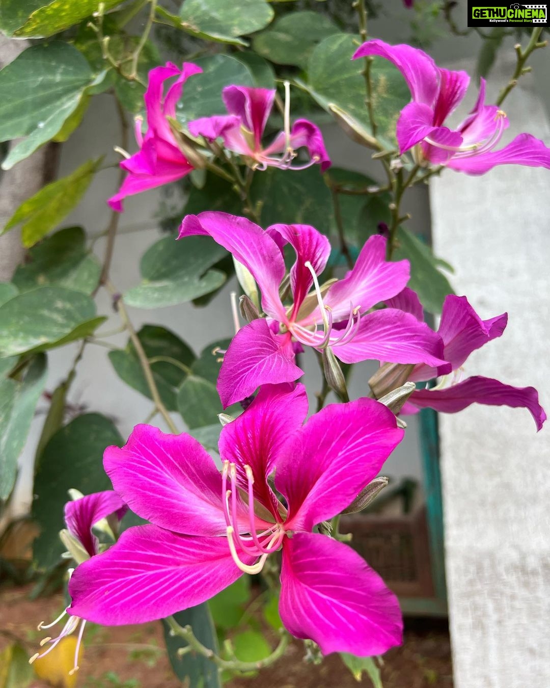 Punarnavi Bhupalam Instagram - Ghar par hai yaarooo Hyderabad City , India