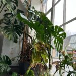 Punarnavi Bhupalam Instagram - Salutations London, United Kingdom