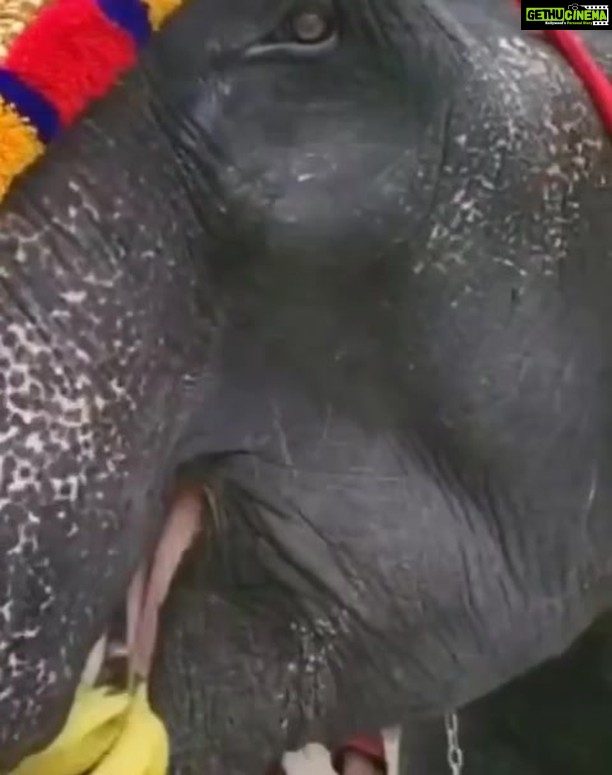 Radha Instagram - Beautiful Indira, 7 year old female elephant which came to grace a function at UDS Kovalam π My father always wanted to have an elephant. The average age of an elephant is 70 years. I had the feeling that if we buy one, at the end of their life if we are not with them, what will happen to them? Due to this regret I didn't buy one. But whenever I see an elephant, it's a nostalgic feeling for me. π Karthika nair #radha #radhanair #karthika Uday Samudra Leisure Beach Hotel