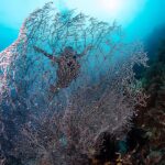 Radhika Apte Instagram – Coral diving #paradise #happiestplaceonearth #ouroceans #ilovediving #heaven #liveaboard ⛵️ 
📷 @luminousdeep ♥️
.
.
Thank you @coralia_liveaboard for the most wonderful trip 🥰⛵️🤿 Komodo Island, Indonesia