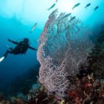 Radhika Apte Instagram - Coral diving #paradise #happiestplaceonearth #ouroceans #ilovediving #heaven #liveaboard ⛵️ 📷 @luminousdeep ♥️ . . Thank you @coralia_liveaboard for the most wonderful trip 🥰⛵️🤿 Komodo Island, Indonesia