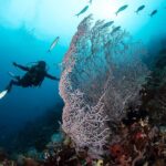 Radhika Apte Instagram – Coral diving #paradise #happiestplaceonearth #ouroceans #ilovediving #heaven #liveaboard ⛵️ 
📷 @luminousdeep ♥️
.
.
Thank you @coralia_liveaboard for the most wonderful trip 🥰⛵️🤿 Komodo Island, Indonesia