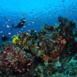 Radhika Apte Instagram – Coral diving #paradise #happiestplaceonearth #ouroceans #ilovediving #heaven #liveaboard ⛵️ 
📷 @luminousdeep ♥️
.
.
Thank you @coralia_liveaboard for the most wonderful trip 🥰⛵️🤿 Komodo Island, Indonesia