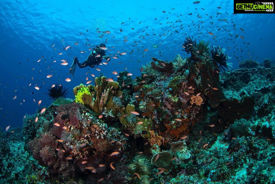 Radhika Apte Instagram - Coral diving #paradise #happiestplaceonearth #ouroceans #ilovediving #heaven #liveaboard ⛵️ 📷 @luminousdeep ♥️ . . Thank you @coralia_liveaboard for the most wonderful trip 🥰⛵️🤿 Komodo Island, Indonesia