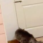 Rahman Instagram - I only seen other pets doing on animal planet. But seeing your own pet doing stunts is so freaking blown. He wanted to see me before I travel away this morning. He showed love just like pet dogs at home. Video taken by @alisharrahman Thank you alisha. #persiancat #catsofinstagram #animallovers #petlovers