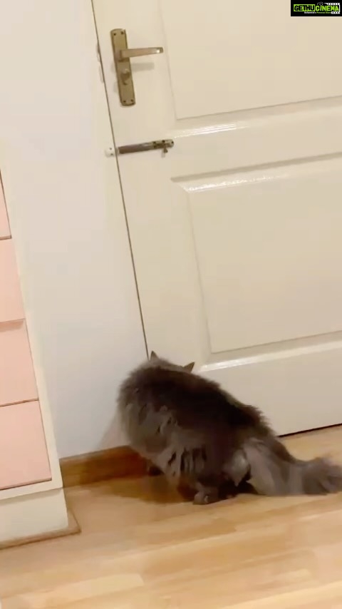 Rahman Instagram - I only seen other pets doing on animal planet. But seeing your own pet doing stunts is so freaking blown. He wanted to see me before I travel away this morning. He showed love just like pet dogs at home. Video taken by @alisharrahman Thank you alisha. #persiancat #catsofinstagram #animallovers #petlovers