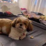 Ranjini Haridas Instagram - Looks like Buddy wants to come along too !!! #buddystories #traveldiaries #timetopack #mybaby