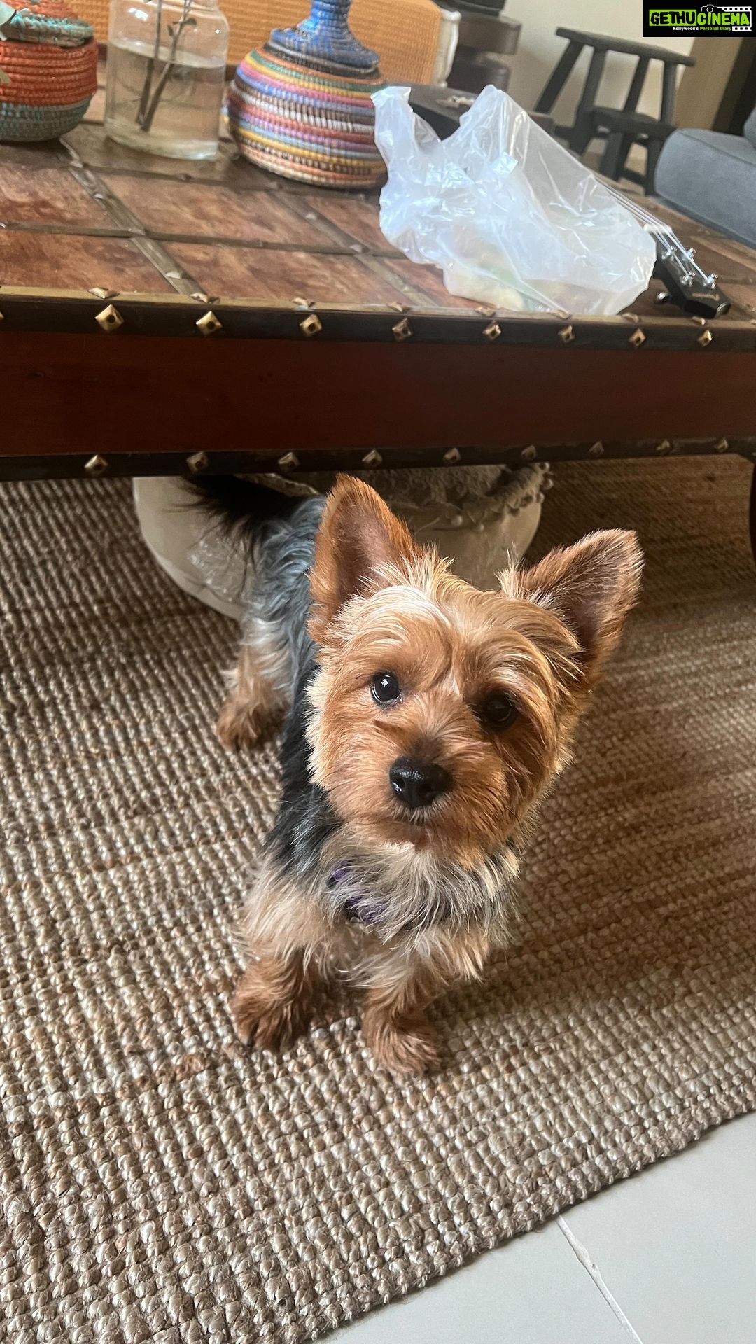 Ranjini Haridas Instagram - Meet my new friend Milo .. Took a while to make him like me but now we are good !π¬ @ms_rmartini @shnkrs19 #dubaidiaries #milo #unconditionallove #furryfriends #love #happiness #dogsofinstagram #yorkie #yorkshireterrier #cutest #puppy