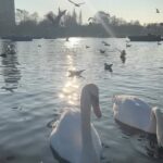 Ranjini Haridas Instagram - Just a beautiful day in Hyde Park. #londondiaries #travelislife #seeingtheworld #backaftersolong #unitedkingdom #nature #park #hydepark #centrallondon #walkinthepark #happiehippie