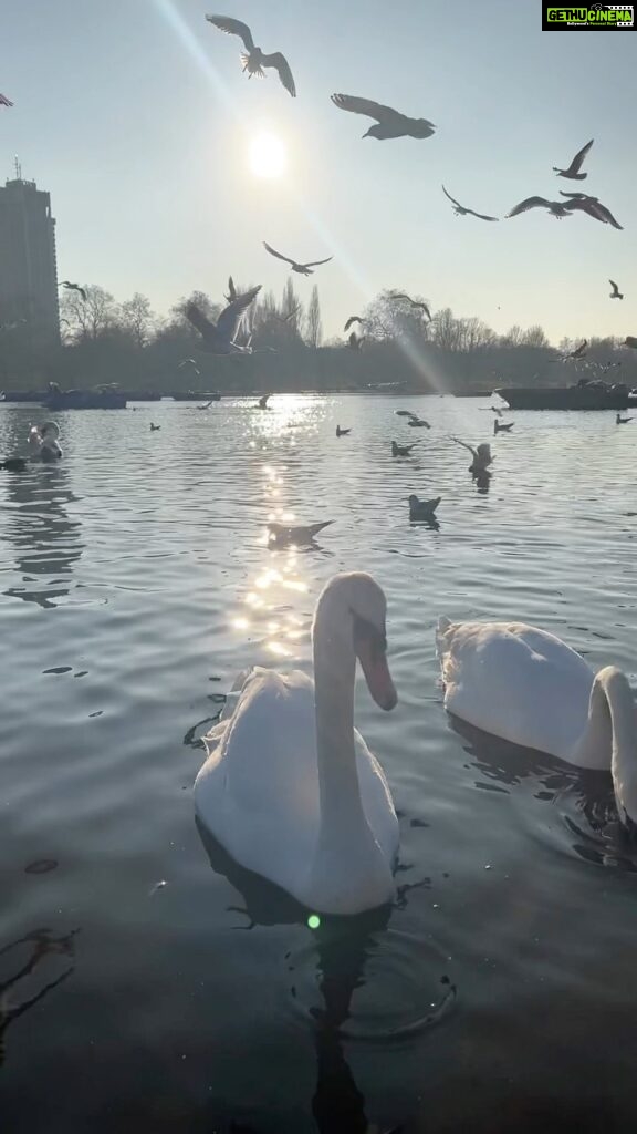 Ranjini Haridas Instagram - Just a beautiful day in Hyde Park. #londondiaries #travelislife #seeingtheworld #backaftersolong #unitedkingdom #nature #park #hydepark #centrallondon #walkinthepark #happiehippie