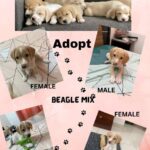 Rashmi Gautam Instagram - #adoptdontshop❤️ if you can't take them home then pls spread the word