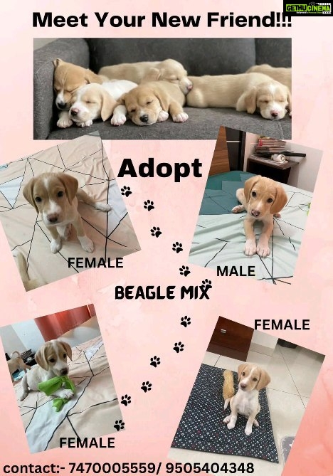 Rashmi Gautam Instagram - #adoptdontshop❤️ if you can't take them home then pls spread the word