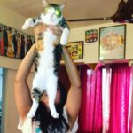 Richa Chadha Instagram – 4.2.23: Madira the OG, eater of aloo bhujiya, the love of my life, my eldest girl has passed on as 13 yo teen veteran to cat heaven. Had adopted her in 2010, a month before I left for the shoot of Gangs of Wasseypur. She was my sibling, my daughter, my 4 legged struggle-buddy. She was with me when I shared a 1BHK with a flatmate, then a 2BHK with 2 flatmates, she survived a fall from the 9th floor of a building, got frequent rides in my i10, she was with me in my time of beanbags, floor cushions, tikka take outs and theatre rehearsals… with us through thick and thin till now… she enjoyed the care from the best caregiver in the world, my mom. Madira chased off intruders and creeps, took flights and eventually relocated to the North. She had a personality! I learnt so much from her. She brought so much joy and comfort to me and my family. Madira, my sweet lil angel, I haven’t cried so much in years. Grief in the gut. Is that why we have pets? To acquaint us with death, as we’re bound to outlive them? What an end to an era my little queen… I love you and always will. Thank you for your love, you are purrfection😭😢🥹 what misery , everyone dies. And also what solace💔