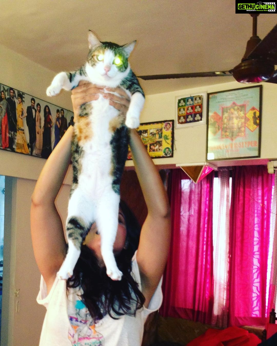 Richa Chadha Instagram - 4.2.23: Madira the OG, eater of aloo bhujiya, the love of my life, my eldest girl has passed on as 13 yo teen veteran to cat heaven. Had adopted her in 2010, a month before I left for the shoot of Gangs of Wasseypur. She was my sibling, my daughter, my 4 legged struggle-buddy. She was with me when I shared a 1BHK with a flatmate, then a 2BHK with 2 flatmates, she survived a fall from the 9th floor of a building, got frequent rides in my i10, she was with me in my time of beanbags, floor cushions, tikka take outs and theatre rehearsals… with us through thick and thin till now… she enjoyed the care from the best caregiver in the world, my mom. Madira chased off intruders and creeps, took flights and eventually relocated to the North. She had a personality! I learnt so much from her. She brought so much joy and comfort to me and my family. Madira, my sweet lil angel, I haven’t cried so much in years. Grief in the gut. Is that why we have pets? To acquaint us with death, as we’re bound to outlive them? What an end to an era my little queen… I love you and always will. Thank you for your love, you are purrfection😭😢🥹 what misery , everyone dies. And also what solace💔